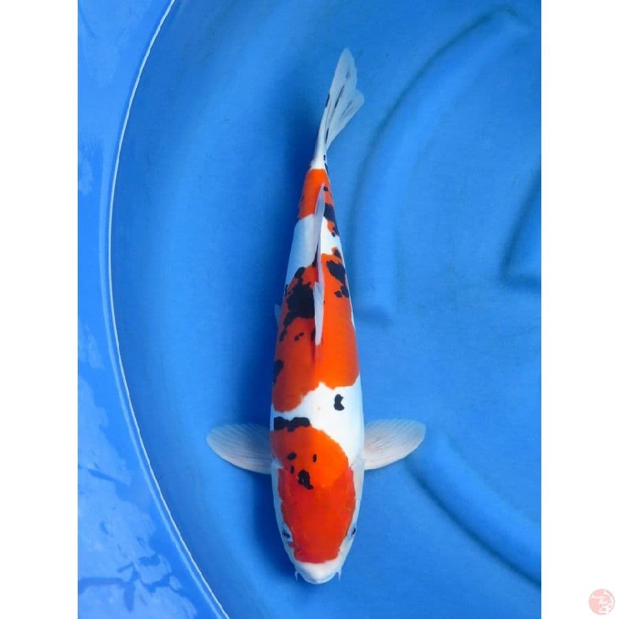 44cm , Male Showa Doitsu Murni