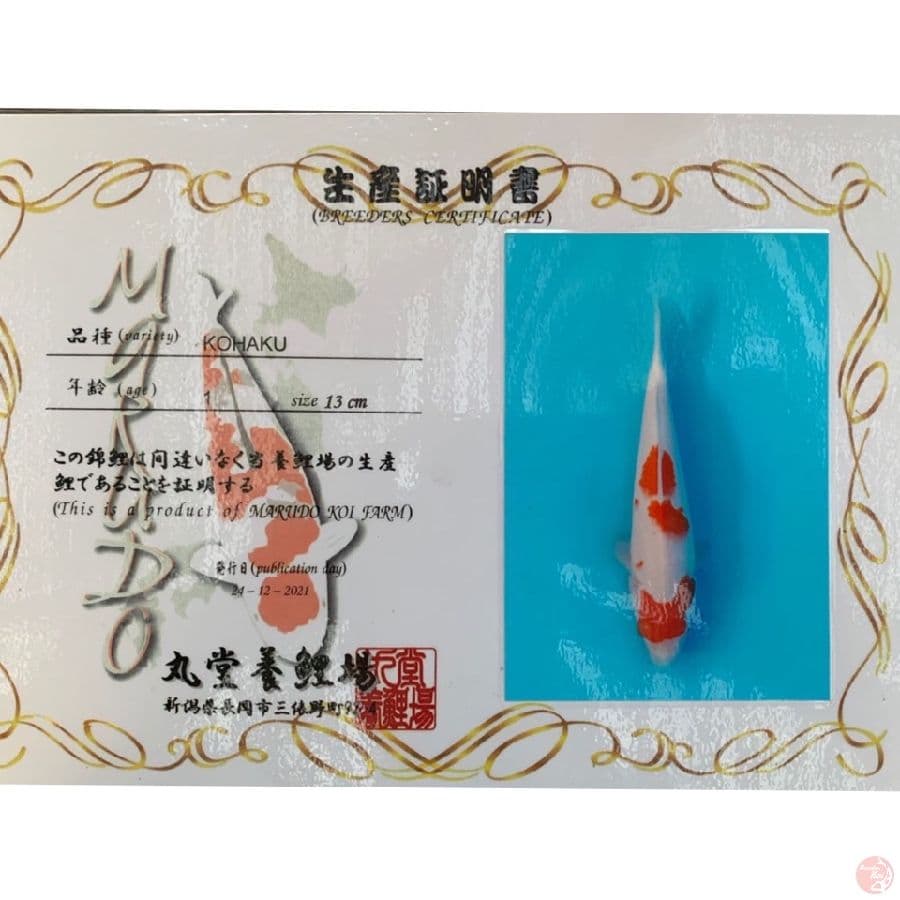 marudo kohaku 25cm