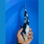 Shiro Utsuri 30cm