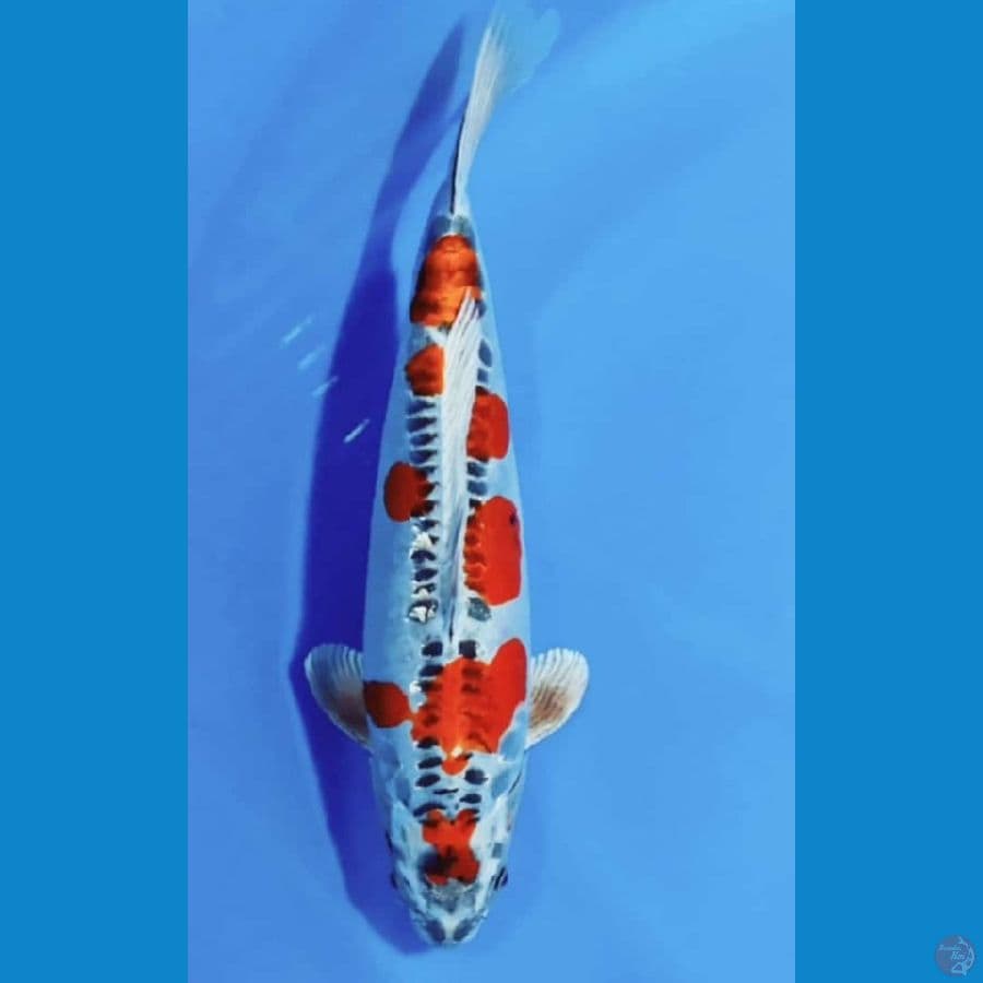 FKF, Benikiko 40cm