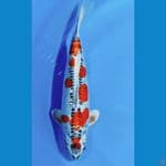 FKF, Benikiko 40cm