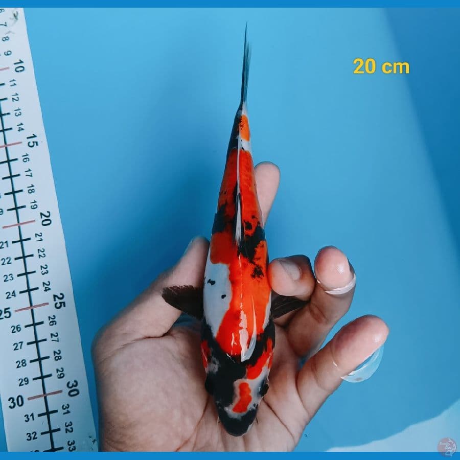 Showa doit 20 cm