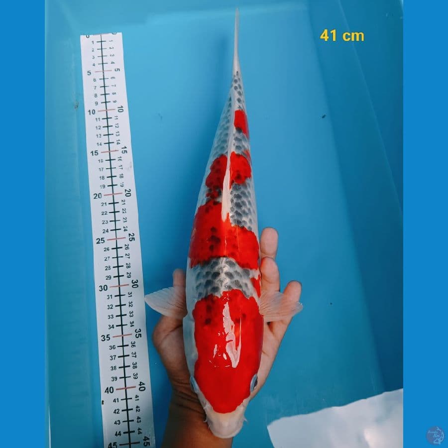 F1 41 cm