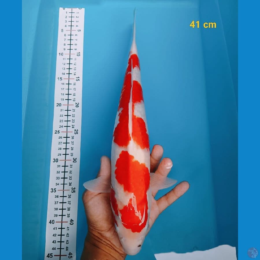 F1 41 cm 