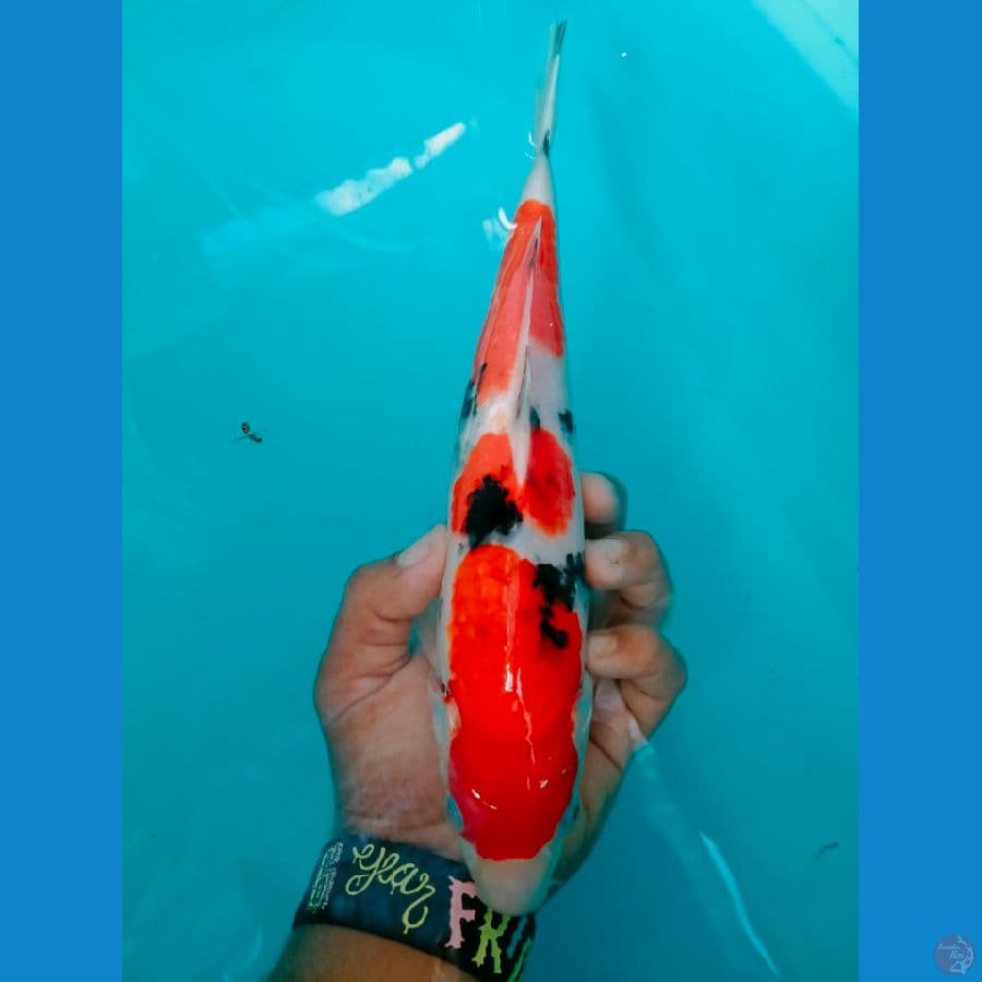 Sanke Jantan 30cm