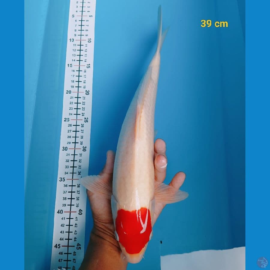 Tancho kohaku 39 cm