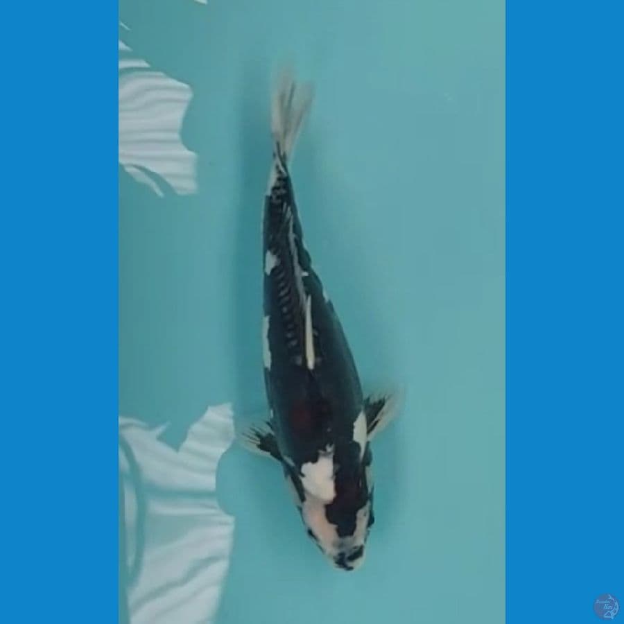 shiro doitsu 35 cm
