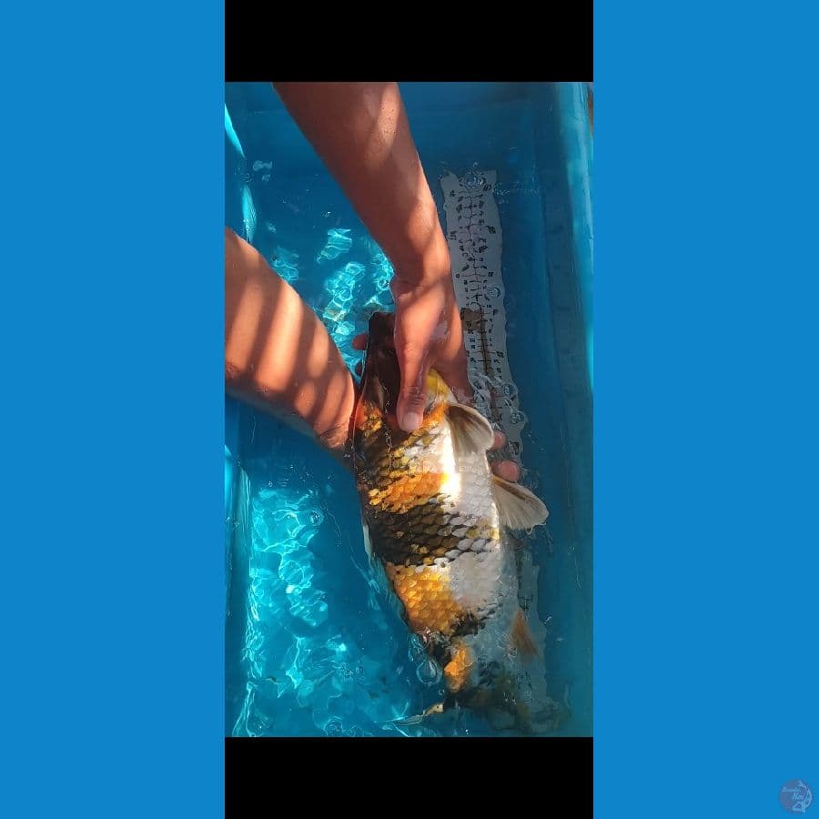 Showa 45cm Munuk
