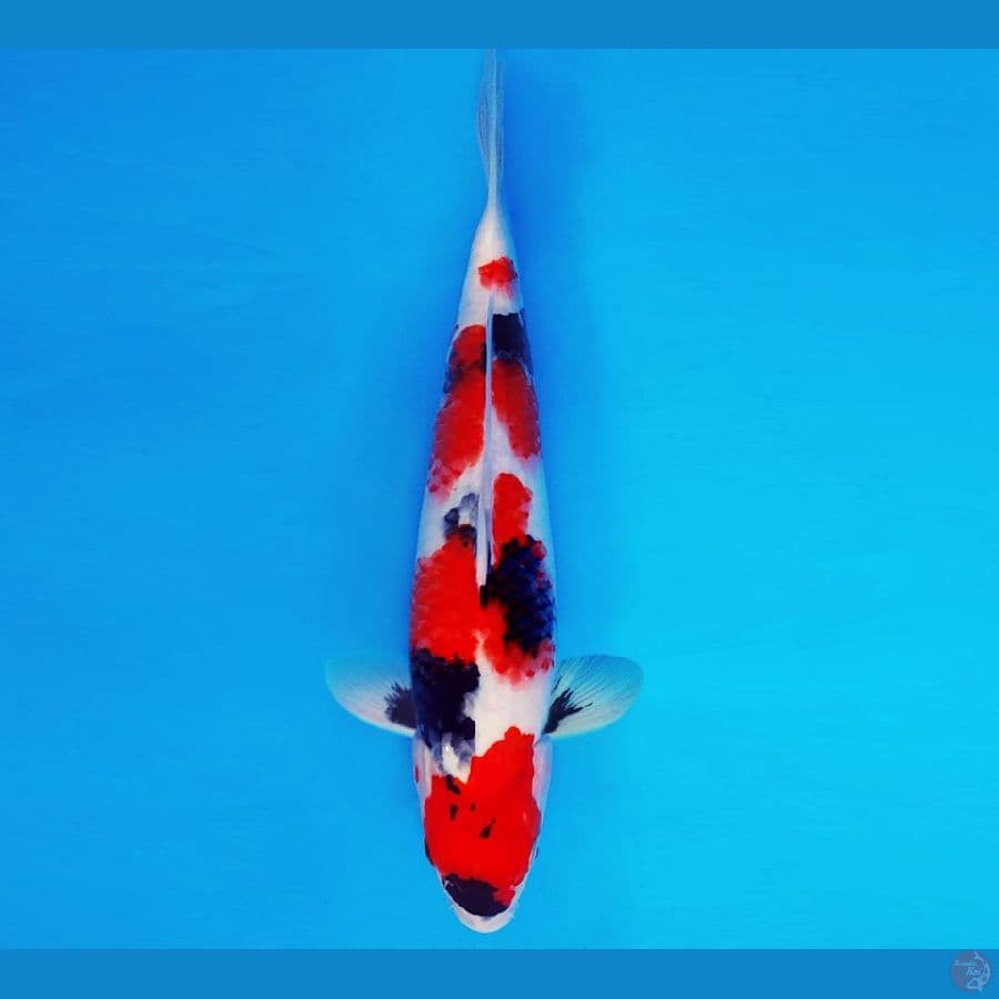 SHIN GUNTO 3 ~ SHOWA EVOLUTION 34 cm/male ™