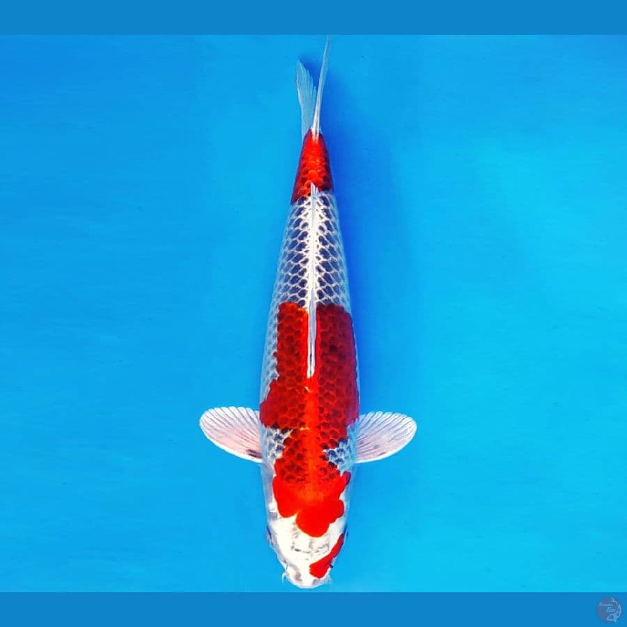 SHIN GUNTO 4 ~ KUJAKU 34 cm/male ™