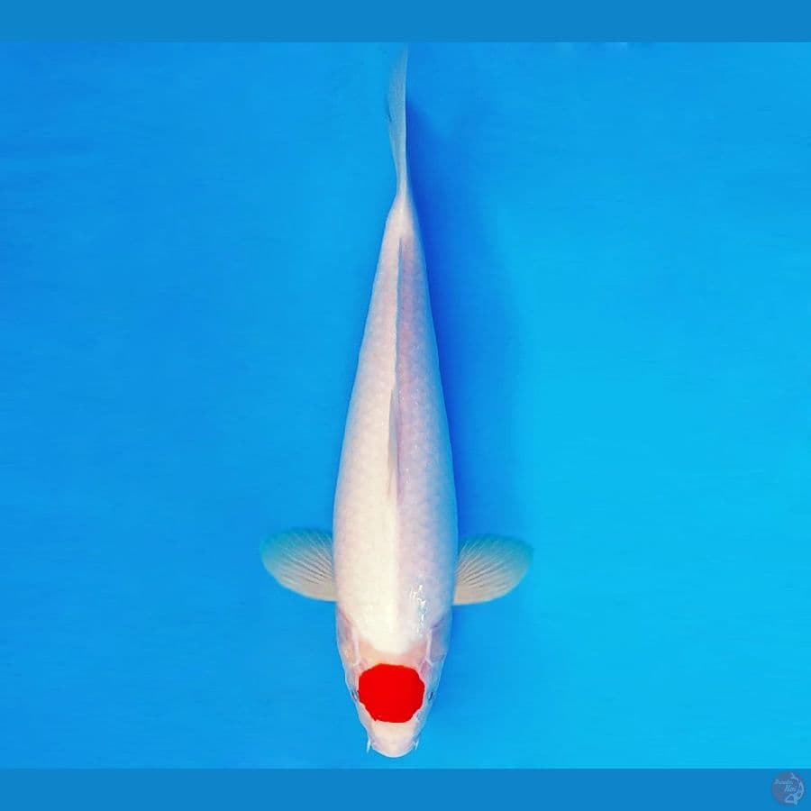 SHIN GUNTO 8 ~ ORIGINAL TANCHO 36 cm/fm ™