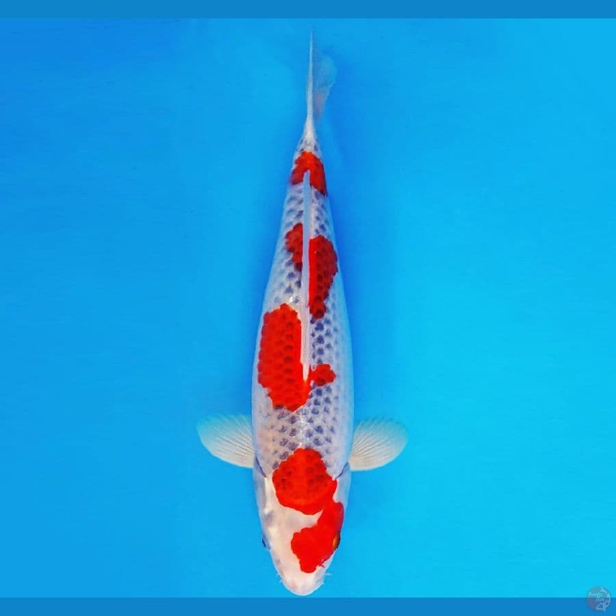 SHIN GUNTO 12 ~ GOSHIKI 37 cm/fm ™