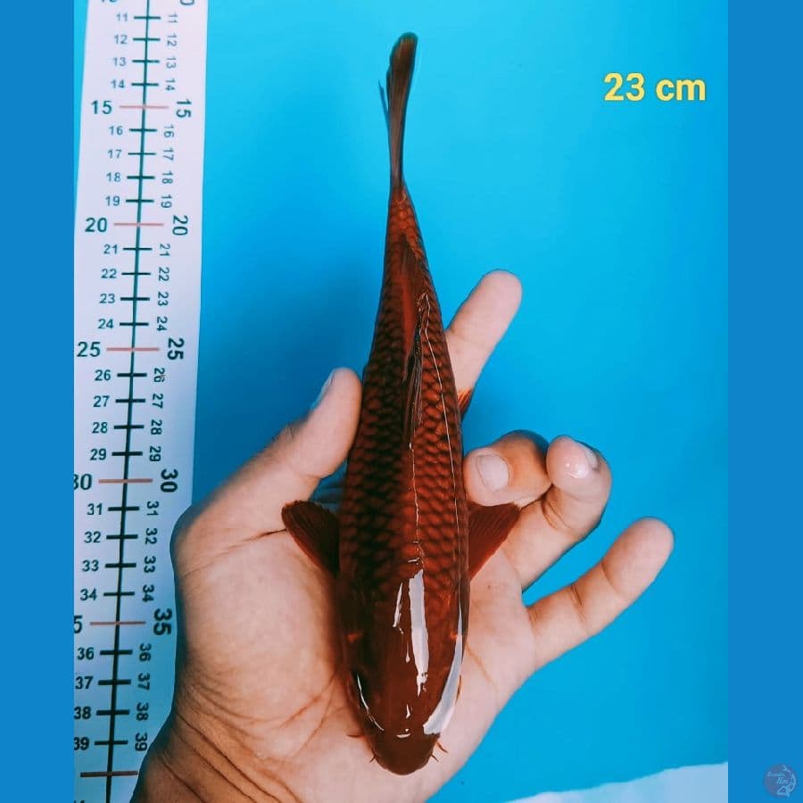 F1 CHAGOI 23 cm