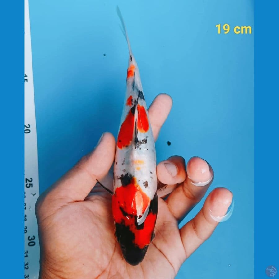 SHOWA DOIT 19 cm