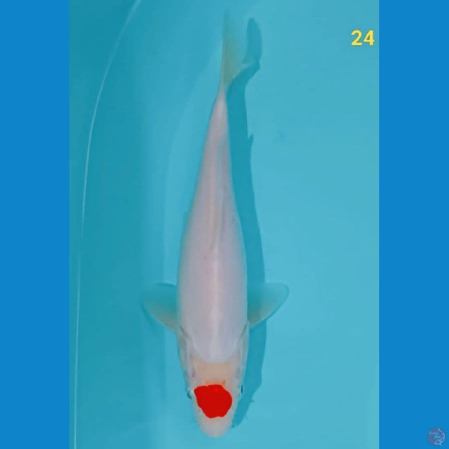 TANCHO ORIGINAL 24 cm 