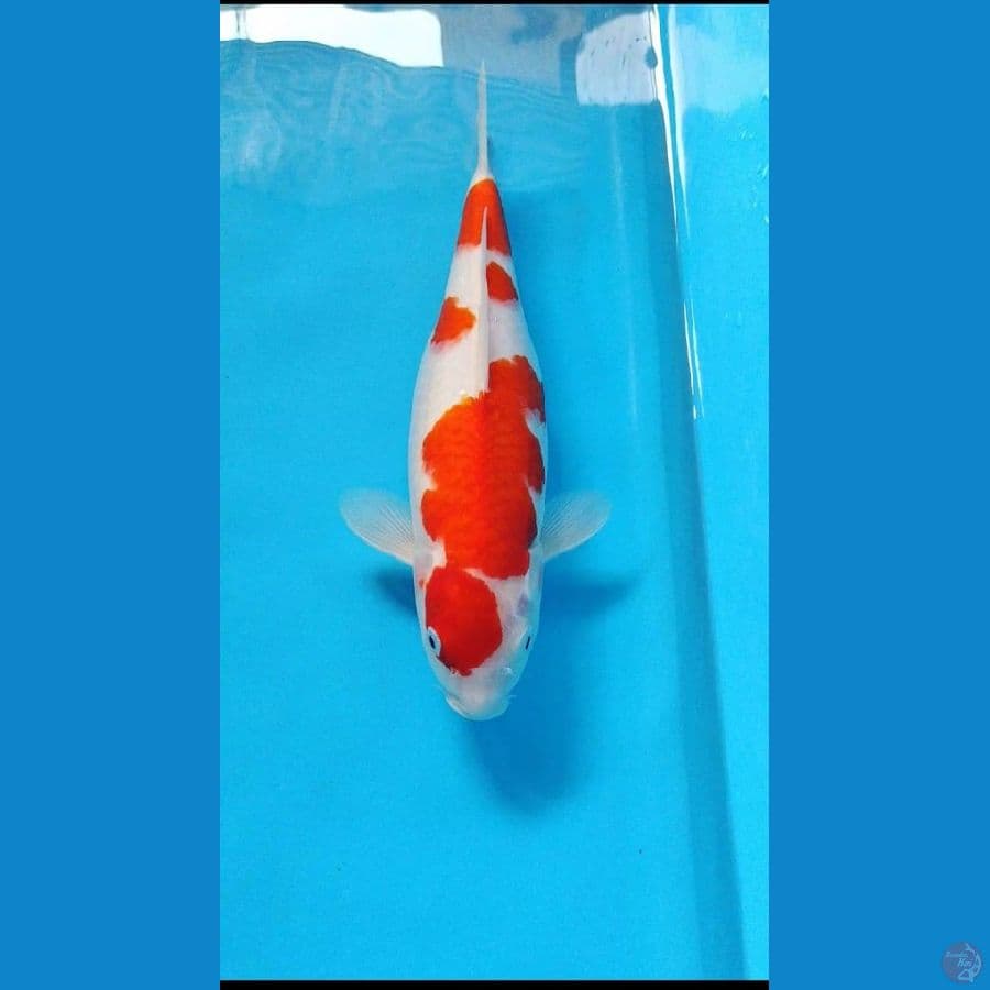 kohaku 