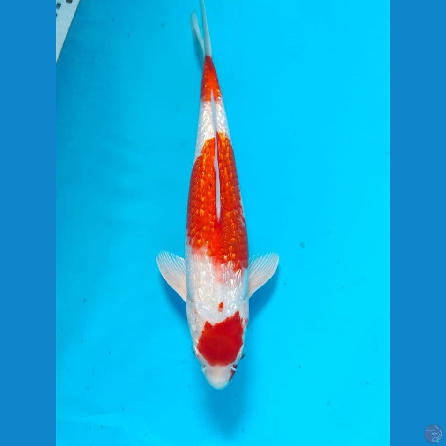 kohaku male 31cm
