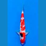 ~SANKE 29 CM/FEMALE~