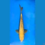 ~KARASHI GINRIN 32 CM/FEMALE~