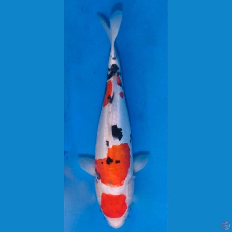 ~SANKE 35CM/FEMALE~