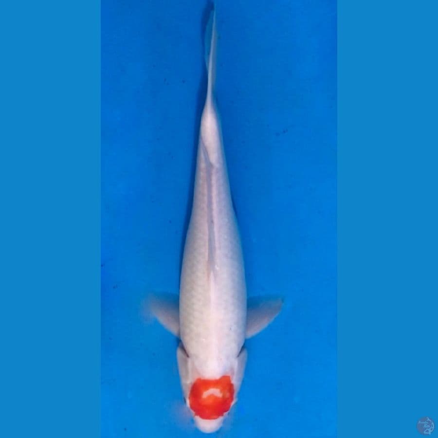 ~TANCHO KOHAKU 35 CM/FEMALE~