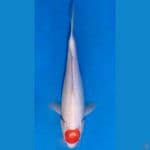 ~TANCHO KOHAKU 35 CM/FEMALE~