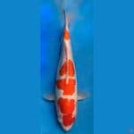 ~KOHAKU DOITSU 32 CM/FEMALE~
