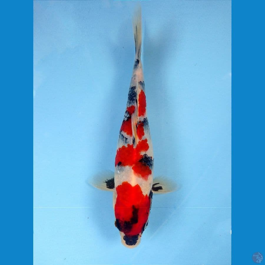 showa hikari 21 cm