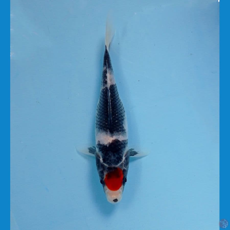 tc showa 17 cm