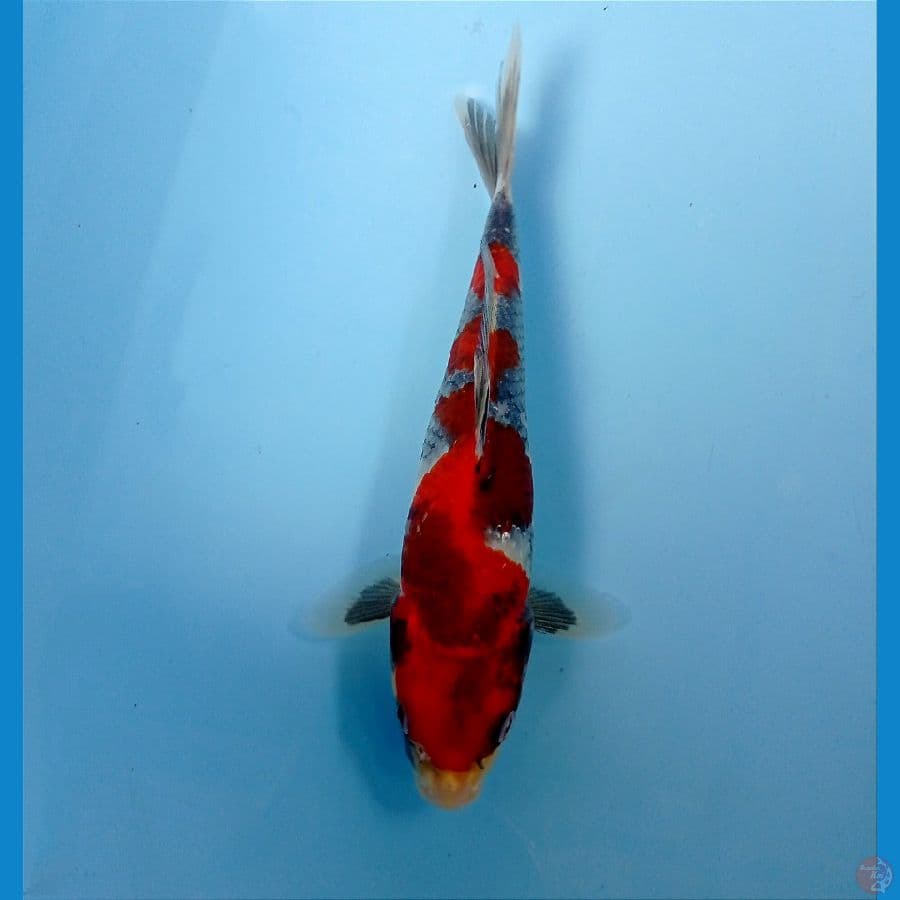 showa 22 cm