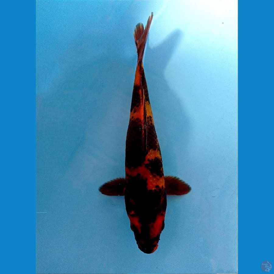 utsuri 20 cm