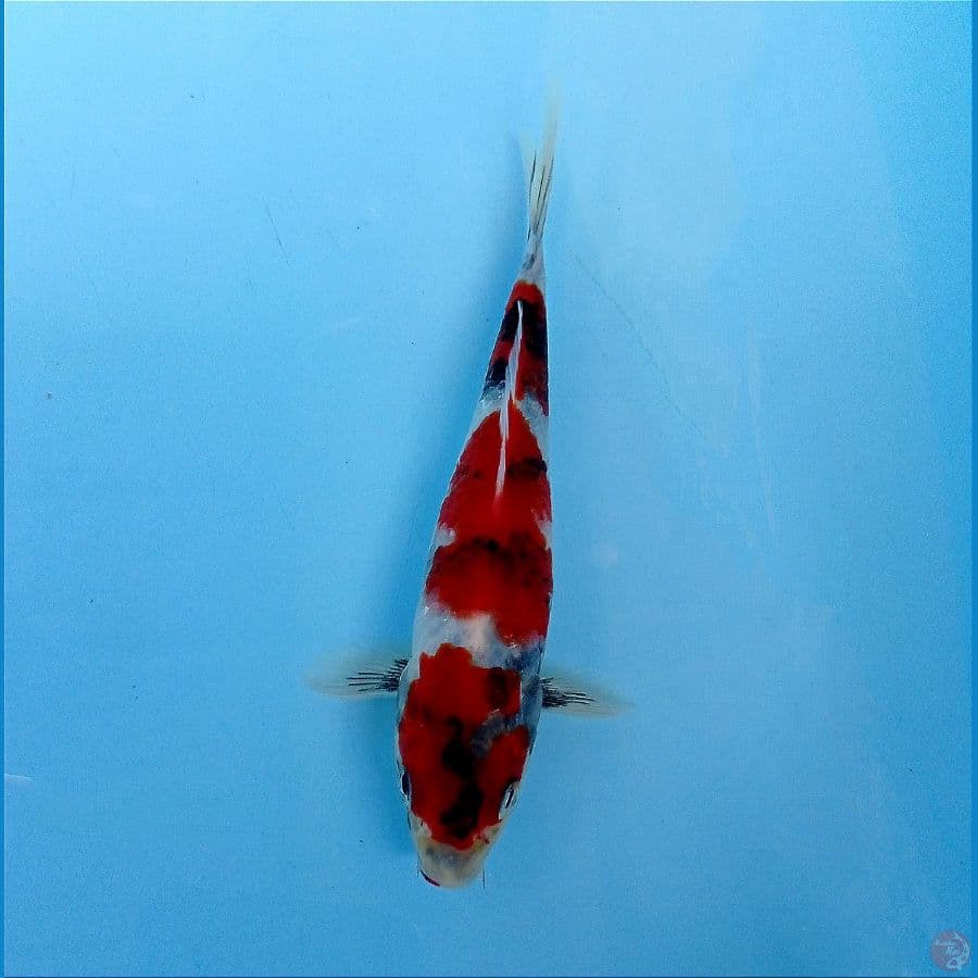 showa hikari 16 cm