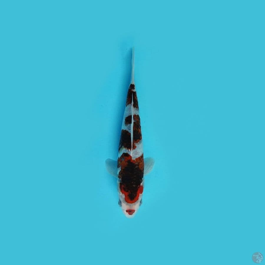 kucibeni budogoromo_18cm