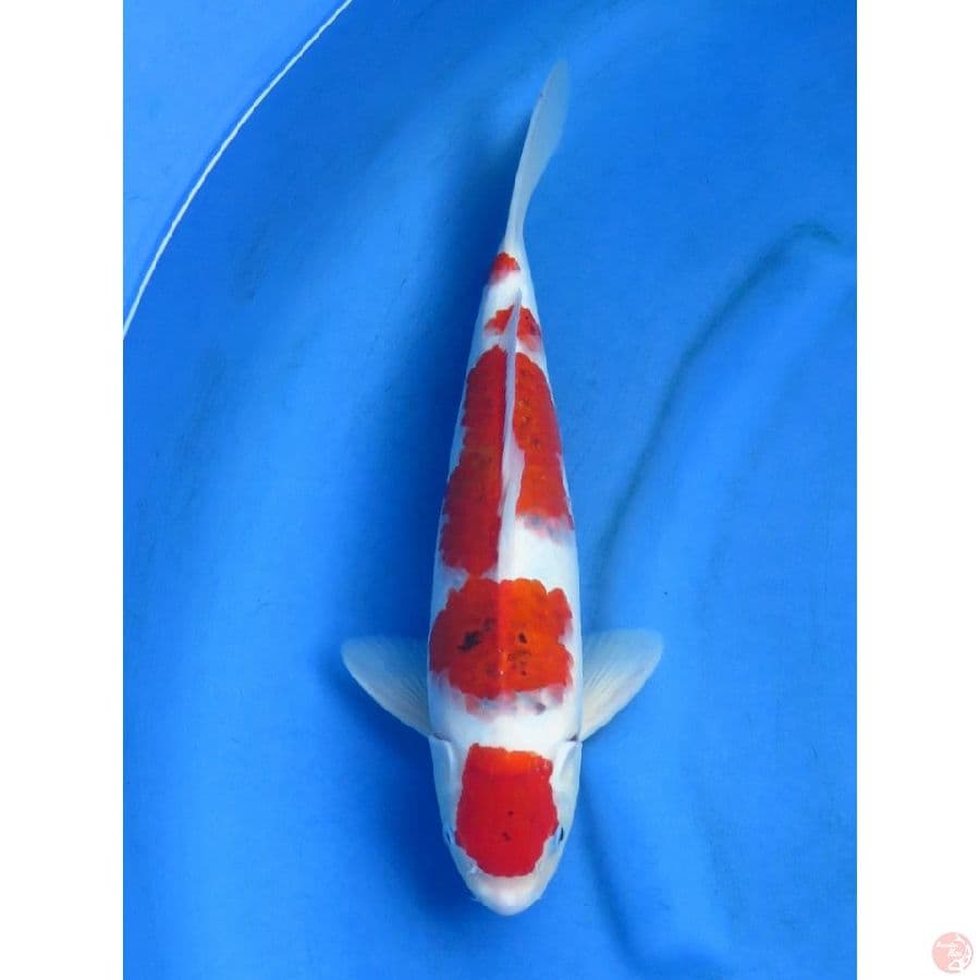 36cm , Maruten Koromo 