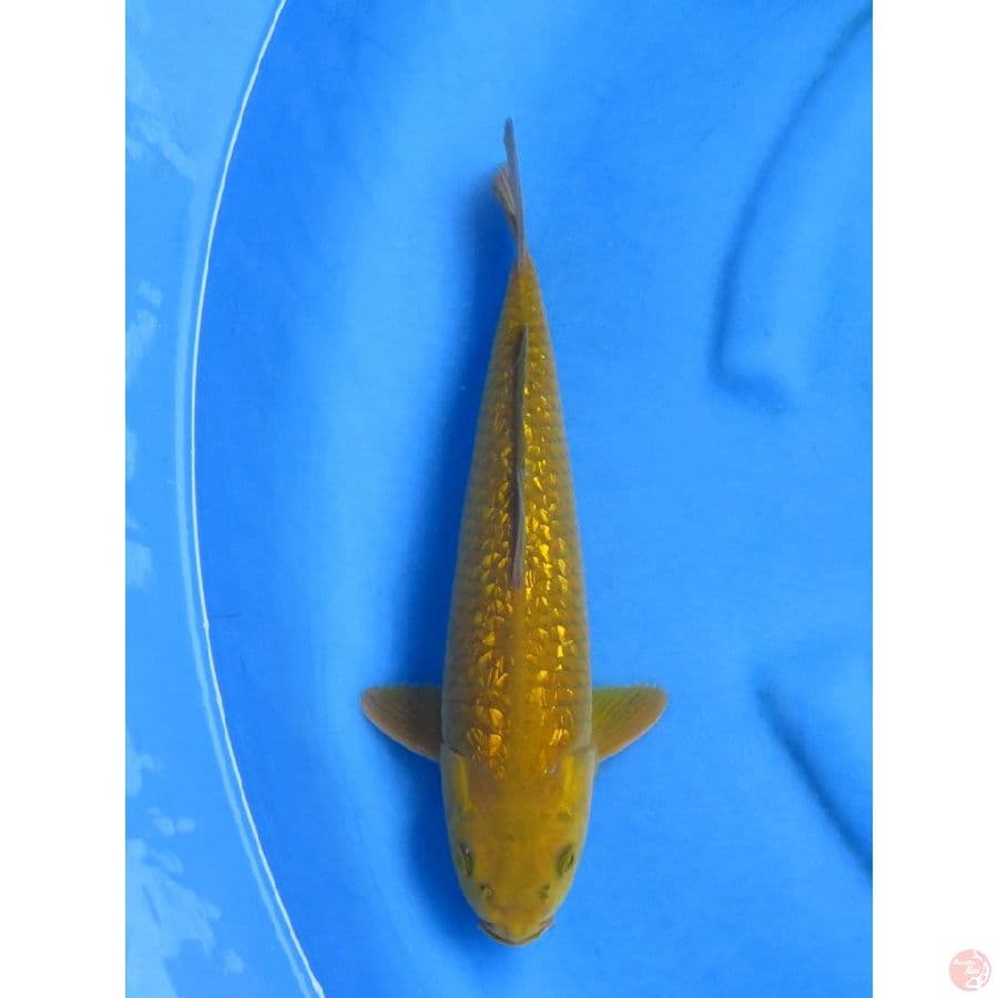 33cm , Jantan Midori Penjinak
