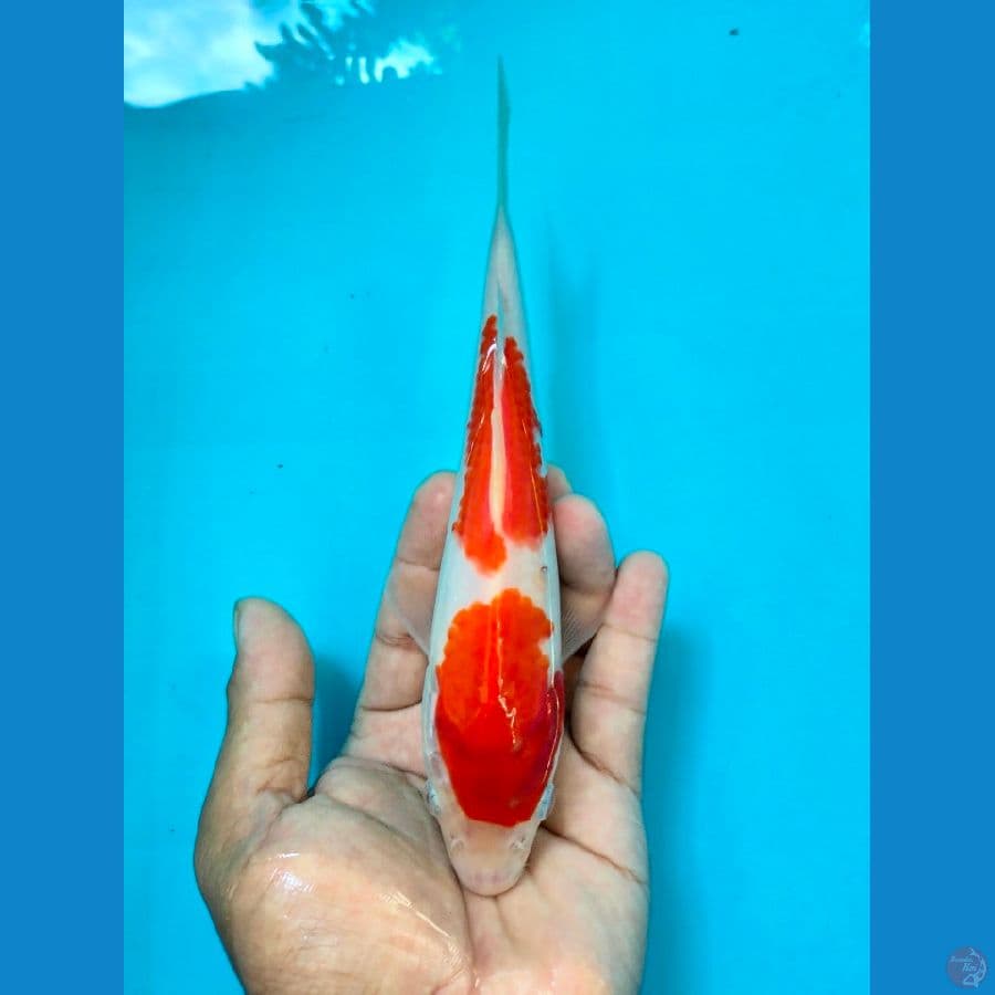 KOHAKU 21CM ™