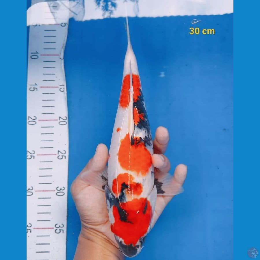 SHOWA 30CM ™