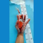 showa 25cm