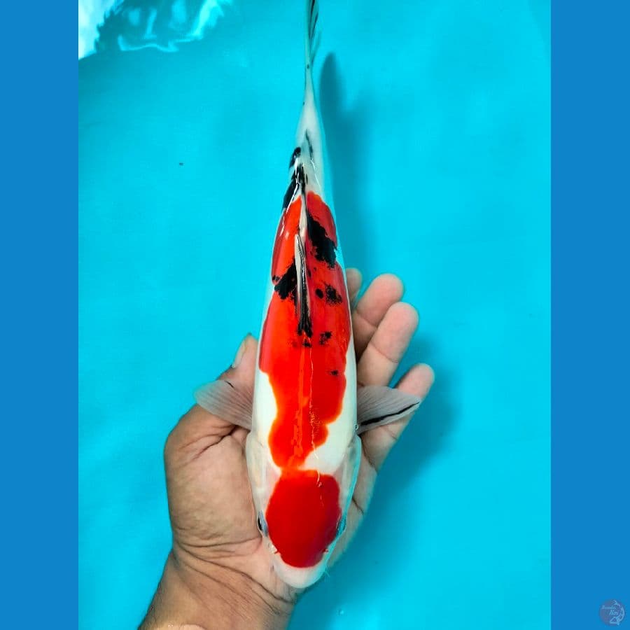 Sanke 30CM