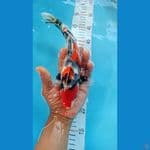 showa 27cm