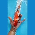 showa27cm 