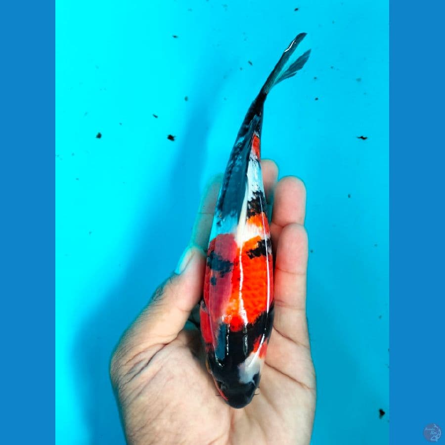 SHOWA 18CM
