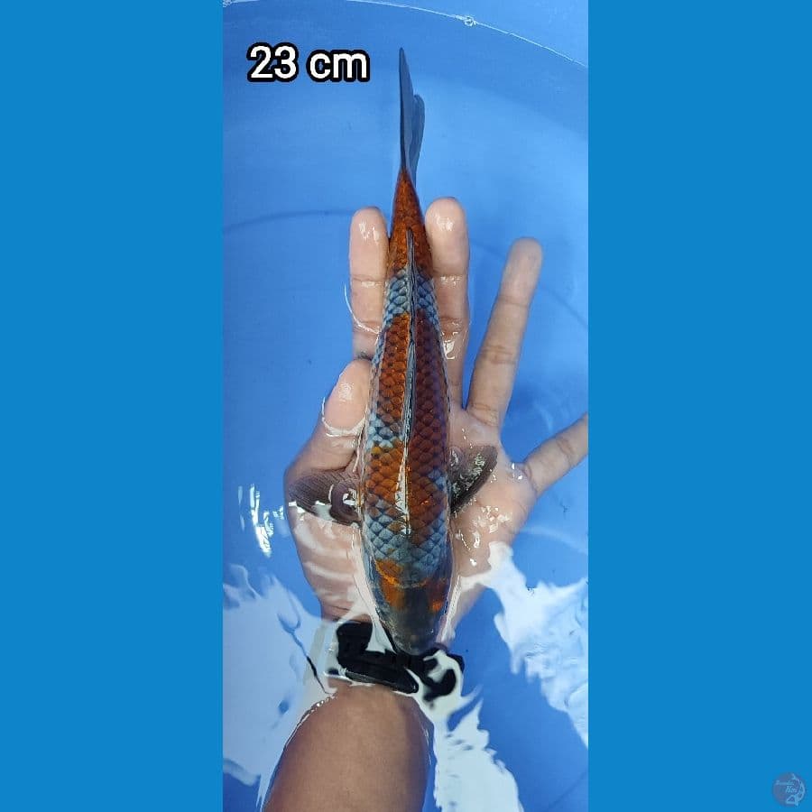 Ochiba Step 3 23CM