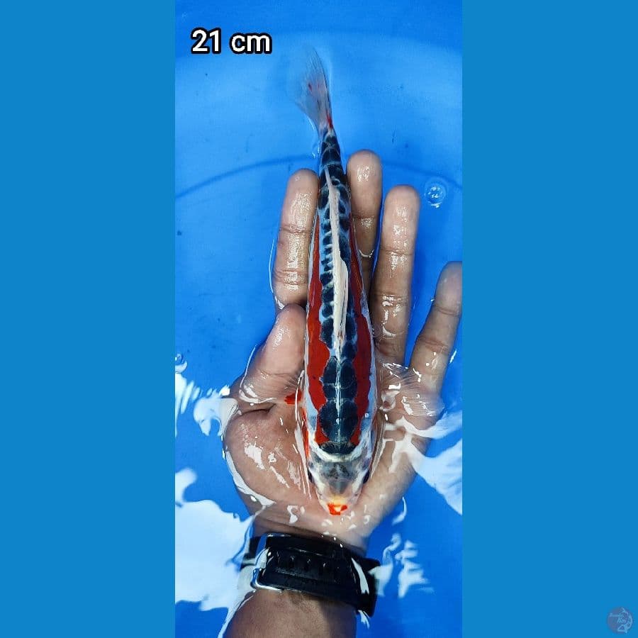 Shusui 21CM