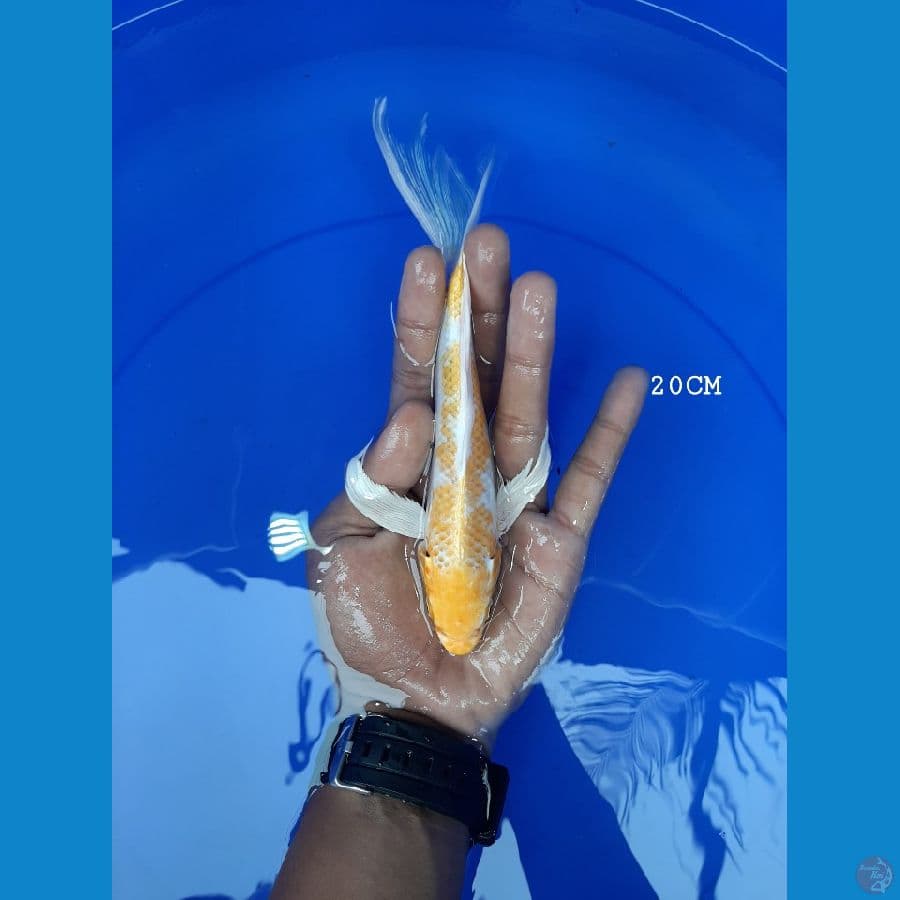 Kumpay Hariwake 20CM