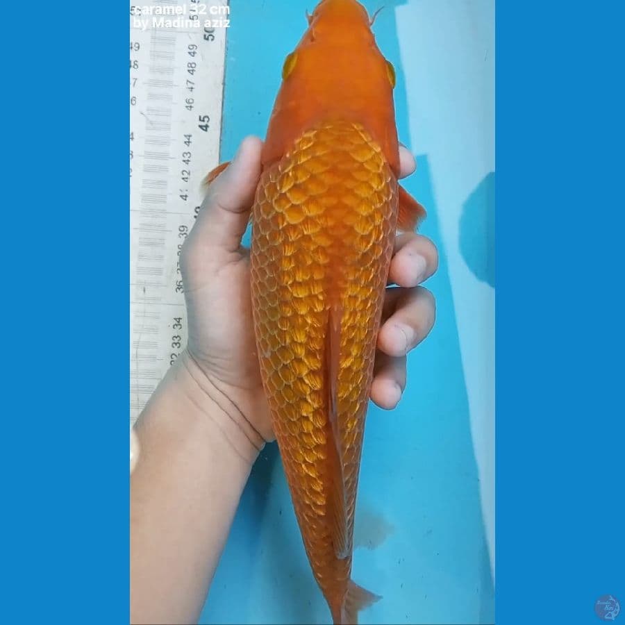 CARAMEL SQ BREED MADINA AZIZ