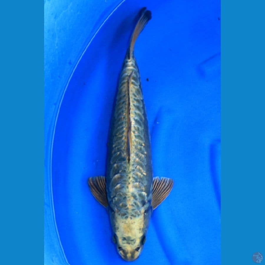 JUMBO ARAGOKE OGON 53CM