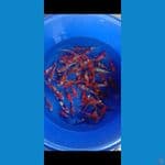 Showashiro 50ekor grade A
