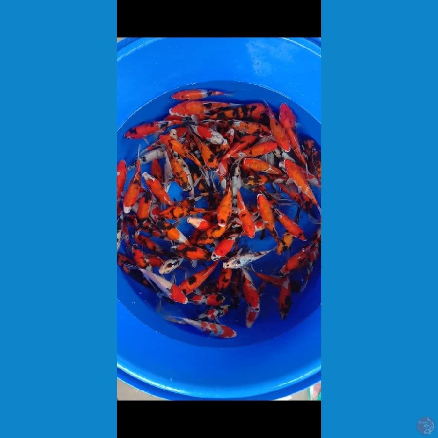 Paket 100ekor Showashiro grade A 