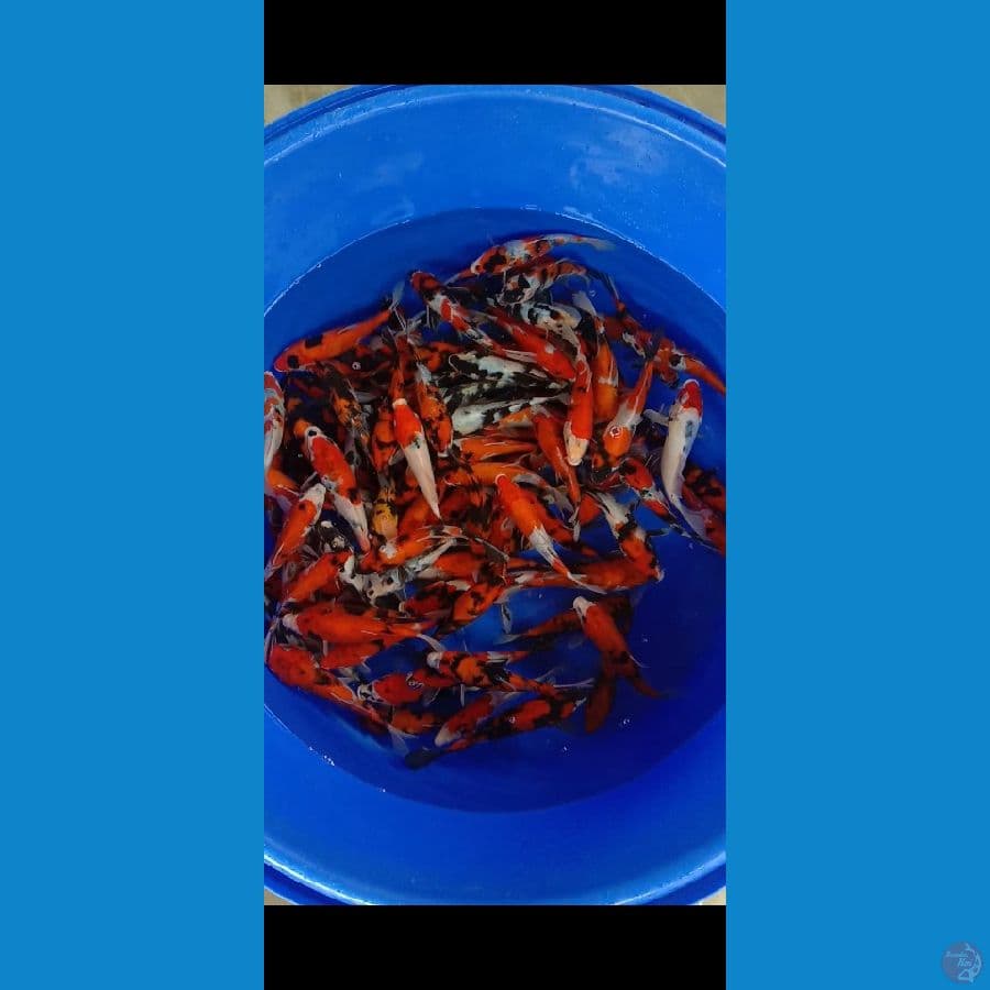 Paket 100ekor Showashiro grade A 